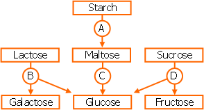 carbohydrates during digestion